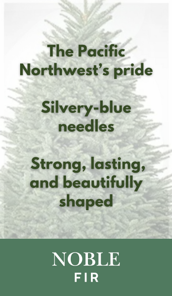 Noble Fir Christmas Tree
