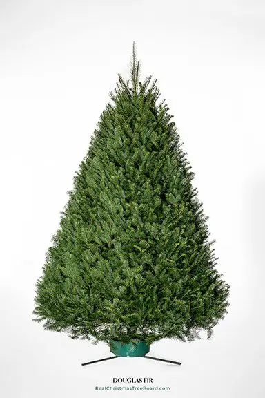 Douglas Fir Christmas Tree