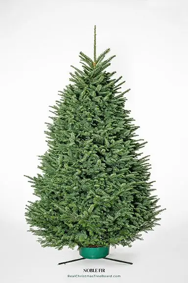 Noble Fir Christmas Tree